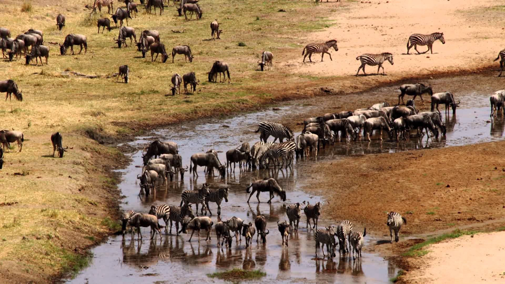 4 Days Ndutu Migration Safari Serengeti and Ngorongoro Crater